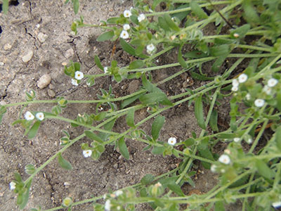 Plagiobothrys acanthocarpus field image2 - Ron Vanderhoff